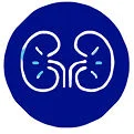 Kidney icon