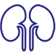 simple line drawing of two kidneys