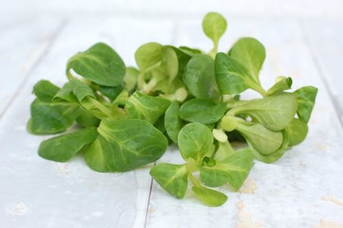 lambs lettuce on the wodden background, front horizontal view
