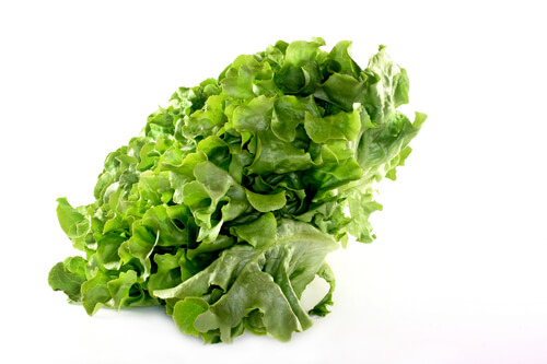 a head oak leaf lettuce on a white background