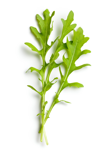 fresh arugula leaves on white background