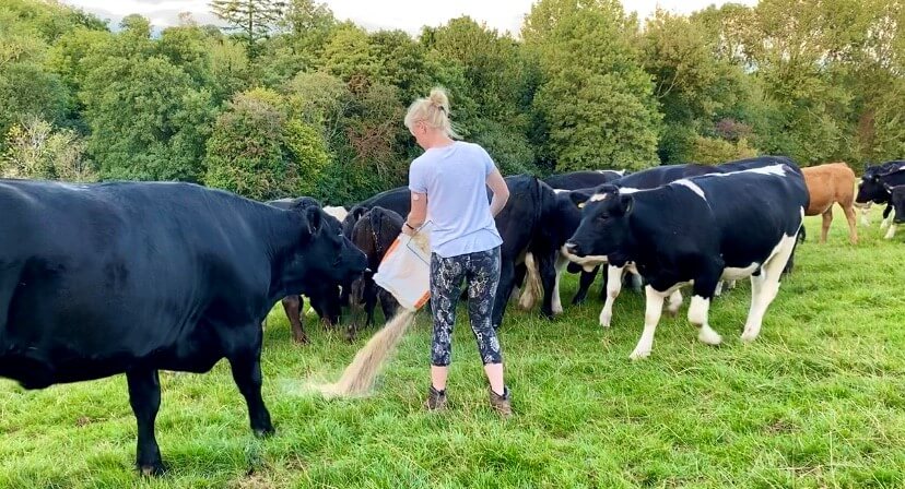 Laura, blog author, feeding her cows